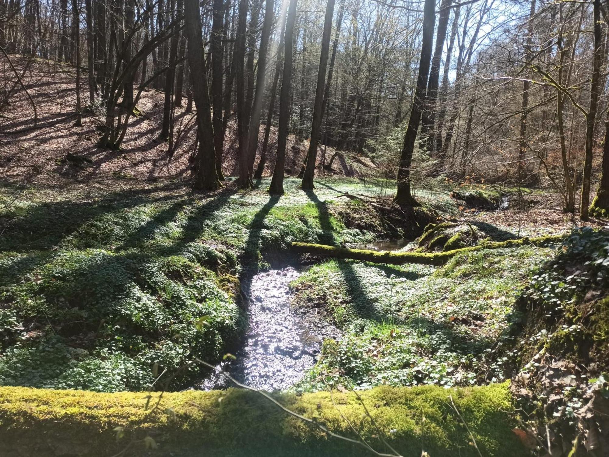 Wellness Ferienwohnung Biene Im Bergischen Land Much Dış mekan fotoğraf